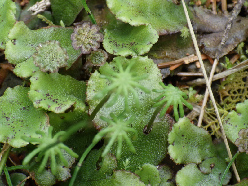 Marchantia polymorpha subsp. montivagans